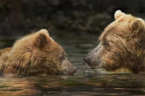 bear watching Alaska
