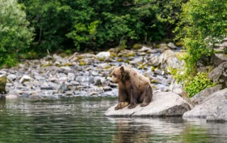 Best Place to See Bears in Alaska